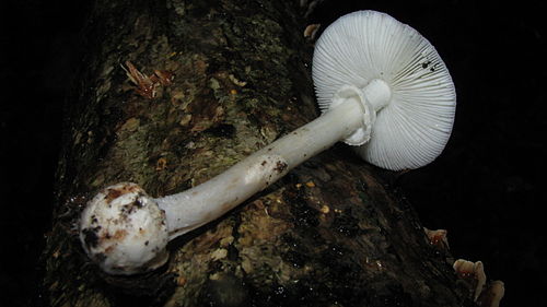 Amanita aestivalis